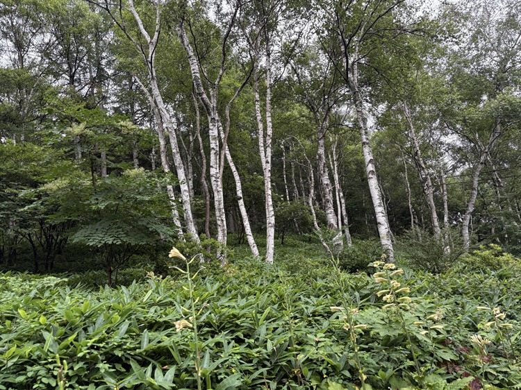 sygzEOQ