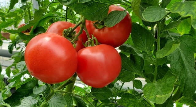 26703080_s 26703080_s